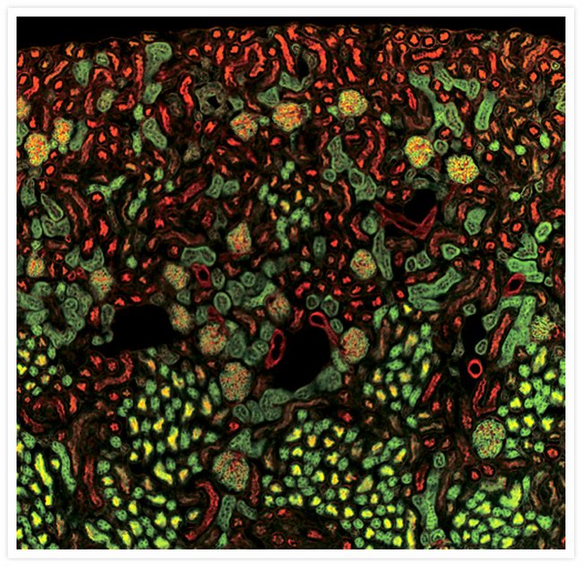 Motic FlexScan1